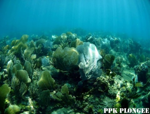 Plongée Guadeloupe, PPK Plongée Dive Center, Réserve Cousteau